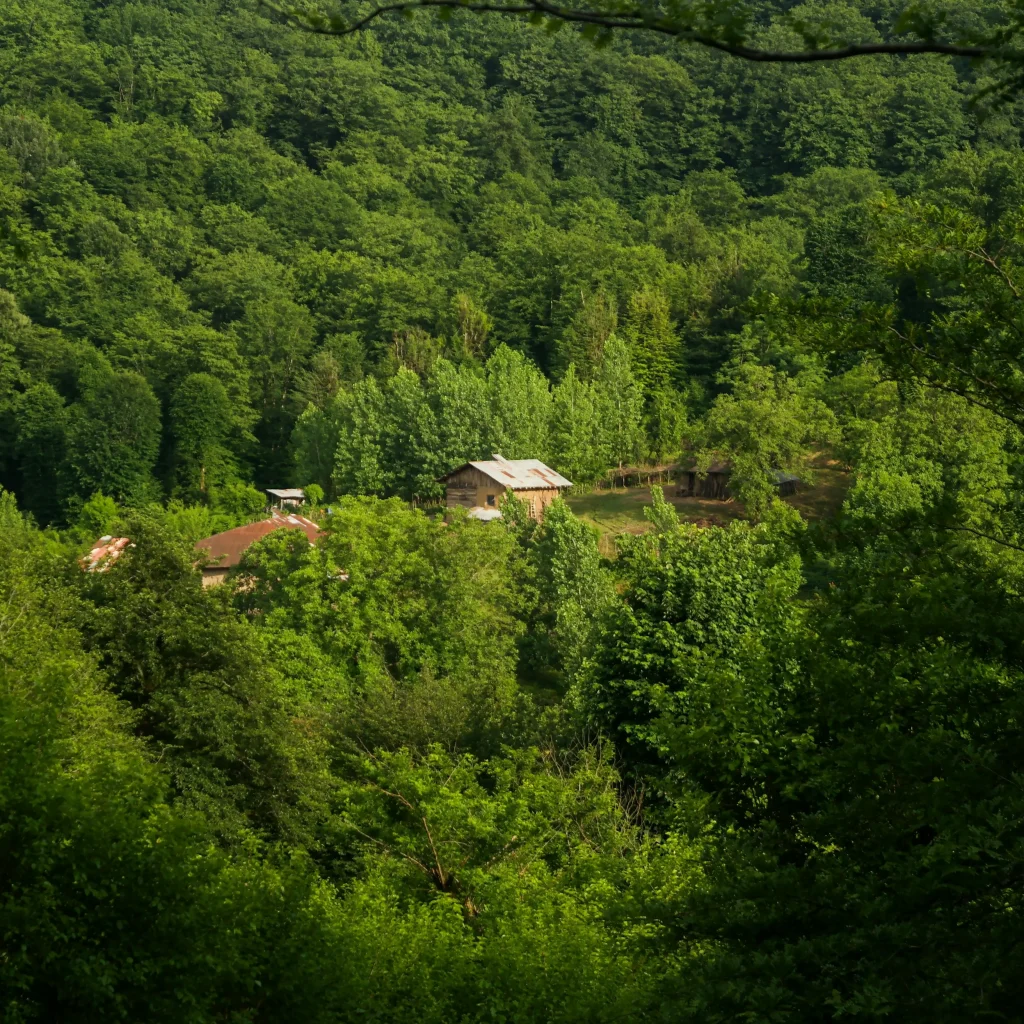 kacha jungle, guilan, rasht