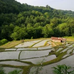 kacha jungle, guilan, rasht